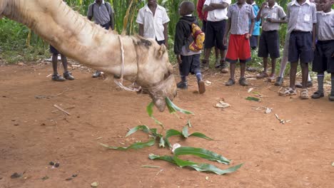 Afrikanische-Schulkinder-Versammeln-Sich-Um-Ein-Kamel-Und-Füttern-Es-Mit-Maisblättern