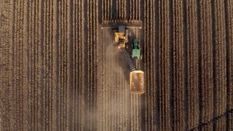Top-down-rising-aerial-view-of-a-havester-picking-seed-corn-for-the-next-years-planting