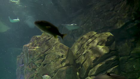 Ein-Mantarochen-Und-Ein-Paar-Haie-Schwimmen-über-Die-Felsen