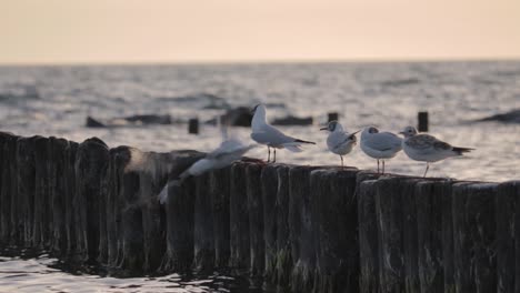 Watch-some-seagulls-enjoying-the-sunset-at-the-Baltic-sea-in-slowmotion