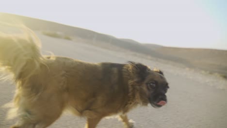 Dog-enjoying-a-run-in-a-desert-town-during-sunset