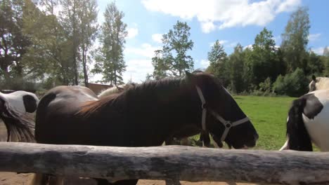 The-horse-is-poking-its-nose-at-the-camcorder