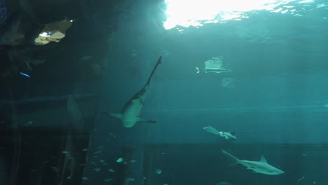 Tiburón-Toro-Nadando-En-El-Acuario-Del-Estado-De-Texas
