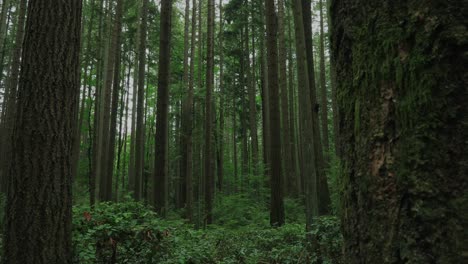 Vancouver-Britisch-Kolumbien-Wald