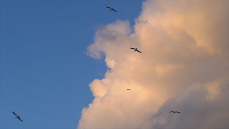 Seagulls-flying-against-beautiful-sky.-Handheld.-Low-angle