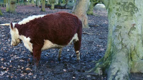 Hereford-cattle,-a-single-Hereford-bull-standing-near-tree-turns-its-head-and-walks-away