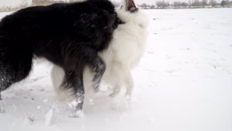 Two-happy-and-playful-dogs-playing-in-the-snow,-slow-motion