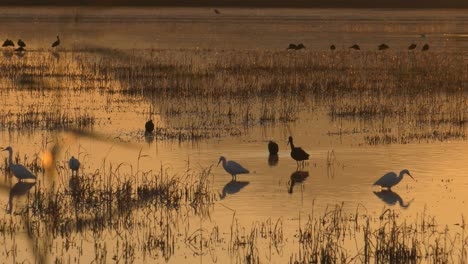 Egrets-and-ibis-birds-on-rice-field-at-dawn