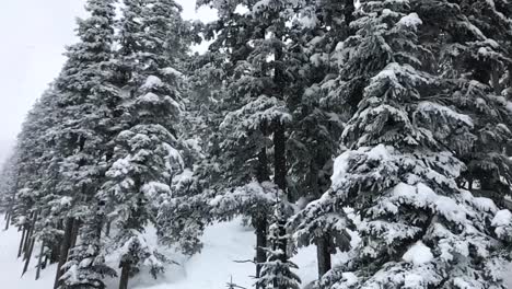 Slow-motion-aerial-snowfalls-while-slowly-moving-down-a-snow-covered-stand-of-fir-trees,-Powder-Mountain,-Utah