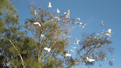 Flock-of-wild-Sulphur-Crested-Cockatoo-flying-to-the-tree-branch