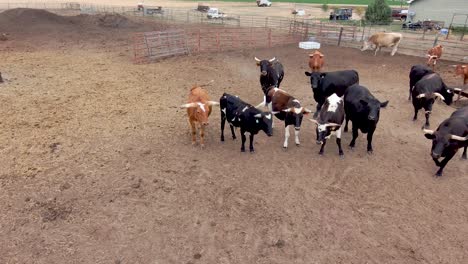 Bulls-line-up-and-face-off-with-the-camera-as-a-drone-flies-in-their-pen