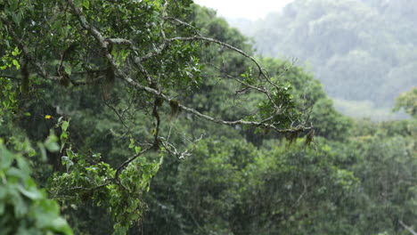 Rainforest_Rain-falling-on-Spanish-Moss-covered-branch-overlooking-green-valley
