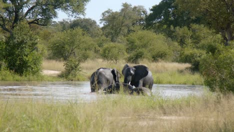 Familia-De-Elefantes-Divirtiéndose-Con-Agua-De-Estanque