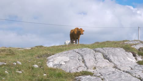 Lone-Cow-Feeding-On-Lush-Grass-In-The-Rocky-Highland-Of-Connemara-In-County-Galway,-Ireland---low-angle-shot