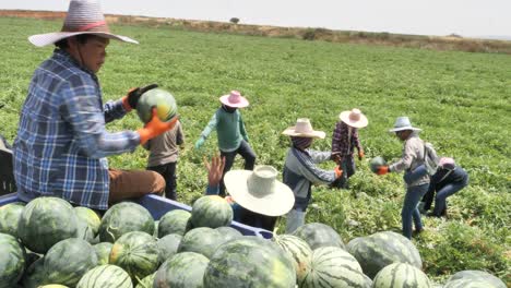 Harvesting-watermelon,-loading-tractor-trailer,-farm-workers-cooperation