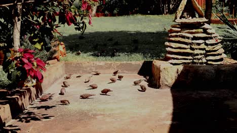 Time-lapse-of-several-birds-feeding-in-the-backyard-of-a-house,-plenty-of-green-plants,-lawn-in-the-background,-and-a-waterfall-next-door