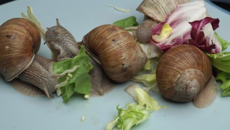Timelapse-shot-of-many-snails-eating-lettuce-on-white-background-in-nature