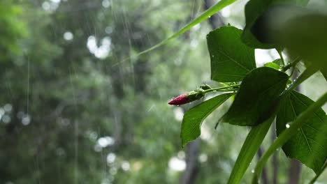 Regen-Fällt-Während-Der-Monsunzeit-In-Zeitlupe-Gegen-Die-Grünen-Blätter-Und-Eine-Hibiskusblütenknospe