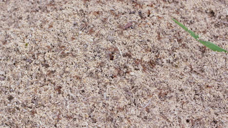 Medium-close-up-shot-of-agitated-ants-as-they-swarm-out-of-a-quiet-anthill-and-defensively-crawl-around-on-the-surface