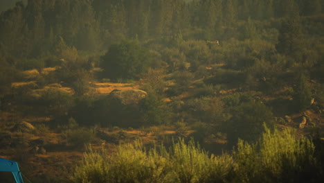 Helicóptero-De-Emergencia-Aterrizando-En-El-área-De-Incendios-Forestales-Del-Río-Kern,-California