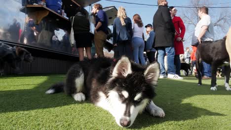 Ein-Entzückender-Schwarz-weißer-Husky-Welpe-Mit-Strahlend-Blauen-Augen-Lächelt-Glücklich,-Während-Freunde-In-Einem-Gehobenen-Städtischen-Hundepark-Und-Einer-Bar-In-Einem-Freundlichen-Viertel-In-Atlanta,-Georgia,-In-Der-Schlange-Auf-Getränke-Warten