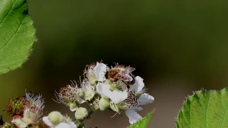 Honey-Bee-Apis-mellifera,-on-bramble-flower-in-early-summer