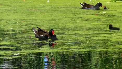 Moorhen-mothers-feed-their-chicks-on-a-pond-covered-in-algae-in-a-public-park-in-Fulham,-London