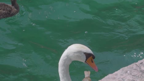 Slowmotion-of-a-swan-and-a-little-bird-with-turquoise-blue-water-on-the-lake-garda-in-Riva-Del-Garda,-a-small-city-in-the-region-of-Trentino-in-North-Italy