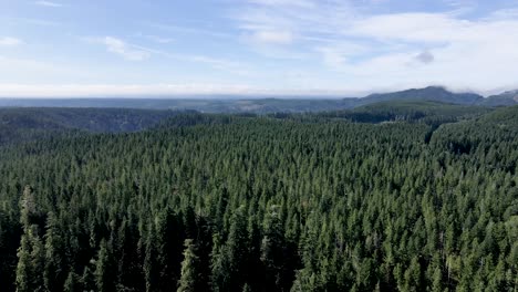 Aerial-panorama-of-dense-evergreen-trees-of-the-Olympic-Peninsula