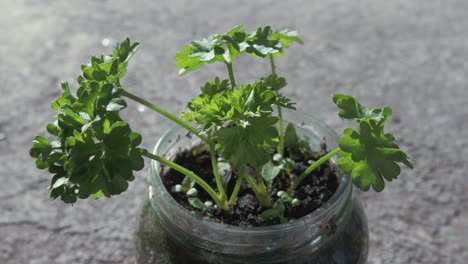 Parsley-growing-out-of-re-purposed-glass-jar