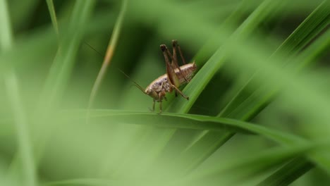 Close-up-shot-of-wild-grasshopper-sitting-on-green-plants-in-forest-during-daytime