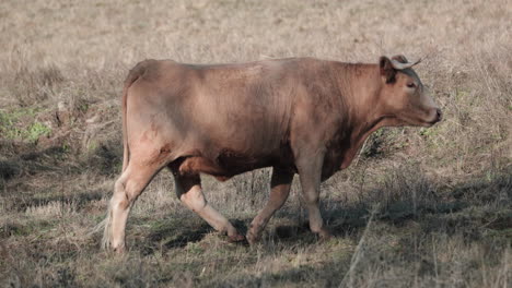 Brown-Cow-Eating-Grass-In-The-Field-In-Portalegre,-Alentejo,-Portugal---Medium-Shot