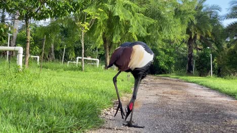 crown-crane-african-bird,-animals