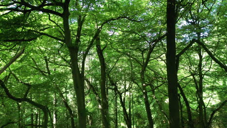 Inside-a-green-bright-forest,-rising-up-to-tree-tops