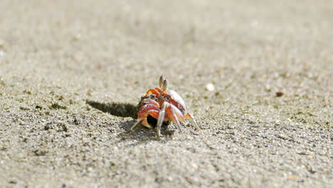 Rote-Krabbe-Zieht-Sich-Heraus-Und-Wirft-Sand-Aus-Dem-Loch