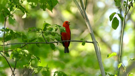 Cute-little-red-and-black-bird-perched-on-a-small-branch-facing-the-camera-takes-flight