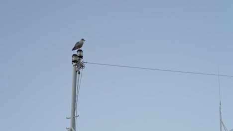 Still-shot-Seagull-Standing-on-ship-foremast-looking-around,-Blue-sky-background