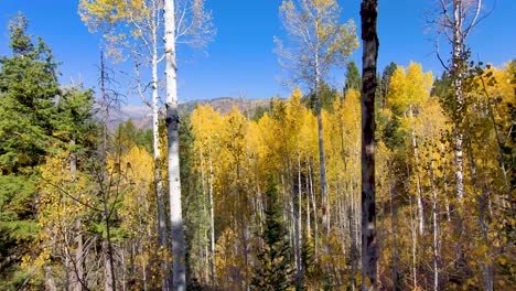 Rising-above-the-forest-floor-between-trees-to-reveal-the-yellow-leaves-of-aspen-trees-in-autumn---aerial-view