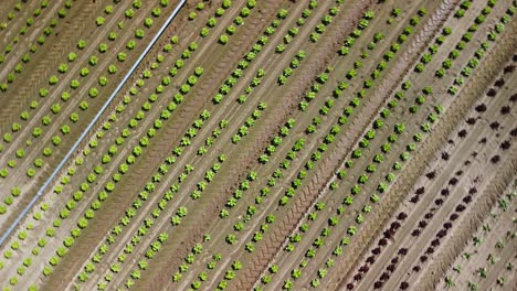 Birds-Eye-View-Aerial-Footage-of-a-Lettuce-Field-with-Red-and-Green-Plants