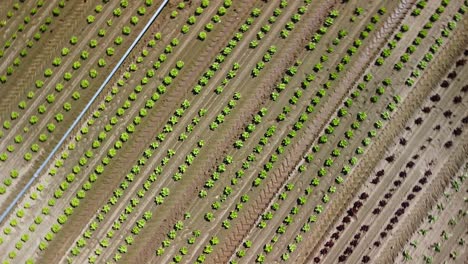 Imágenes-Aéreas-A-Vista-De-Pájaro-De-Un-Campo-De-Lechuga-Con-Plantas-Rojas-Y-Verdes