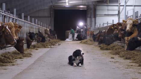 Border-Collie-Blickt-In-Die-Kamera-Und-Die-Kühe-In-Einem-Milchbauernhof