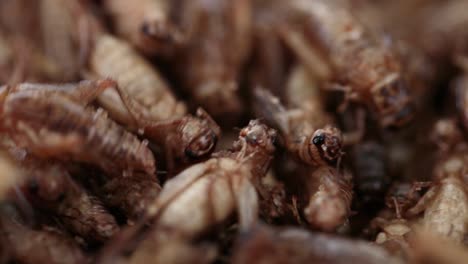 Close-Up-Footage-of-Spiced-Roasted-Crickets,-The-Sustainable-Food,-Food-For-The-Future