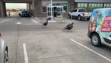 Lost-Turkeys-hang-out-at-the-liquor-store