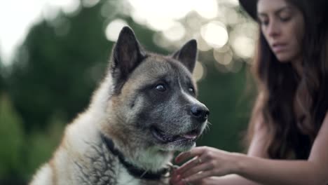 Der-Amerikanische-Akita-Hund-Sitzt-Ruhig-Da,-Während-Sein-Herrchen-Die-Leine-Befestigt-Und-Seinen-Kopf-Streichelt