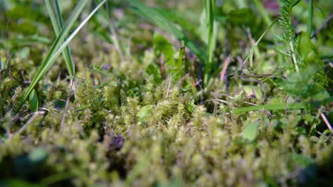 Close-Up-of-lushy-green-Mossy-Grass-from-grandmas-garden