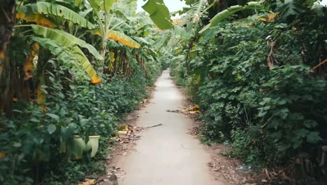Walking-on-a-dirt-path-through-a-Banana-Tree-Island-in-Hanoi,-Vietnam--wide
