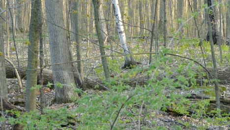 Ein-Schwarzes-Und-Ein-Graues-Eichhörnchen-Kämpfen-An-Sonnigen-Tagen-Im-Hintergrund-Im-Wald