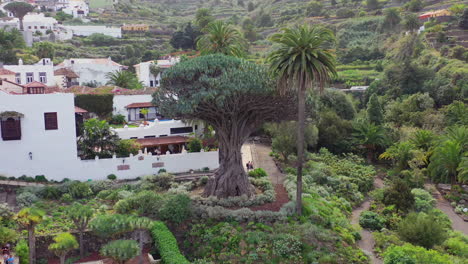 El-Drago-Milenario,-the-oldest-specimen-of-the-Dragon-tree,-dracaena-draco,-on-the-island-of-Tenerife,-Spain,-with-a-typical-white-spanish-town-in-the-background,-rotating-zooming-out-aerial-view-4K