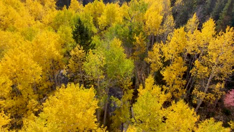 Pull-back-tilt-down-aerial-view-of-an-aspen-grove-in-autumn-with-vivid-yellow-leaves