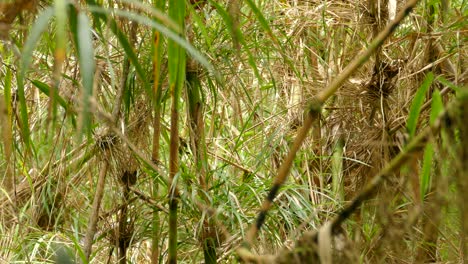 Social-Flycatcher-Bird-Hopping-Through-Bent-Bamboo-Plants-In-The-Wild-In-Costa-Rica---medium-shot